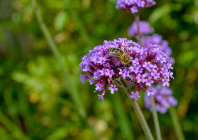 Schmuckgarten Schwäbisch Gmünd Remstalgartenschau 2019