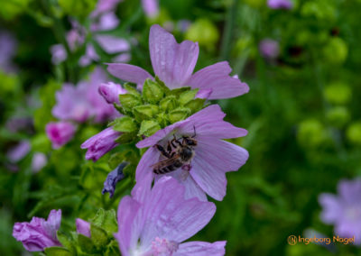 Mögglingen - Remstalgartenschau 2019 9 Mögglingen Remstalgartenschau Kräutergarten