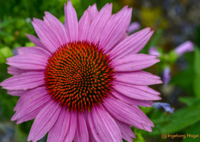 Mögglingen - Remstalgartenschau 2019 10 Mögglingen Remstalgartenschau Kräutergarten