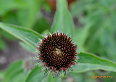 Mögglingen - Remstalgartenschau 2019 11 Mögglingen Remstalgartenschau Kräutergarten