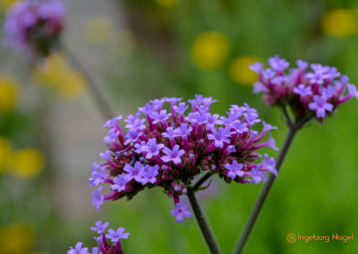 Mögglingen - Remstalgartenschau 2019 12 Mögglingen Remstalgartenschau Kräutergarten