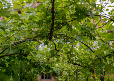 Mögglingen - Remstalgartenschau 2019 8 Mögglingen Remstalgartenschau Kräutergarten