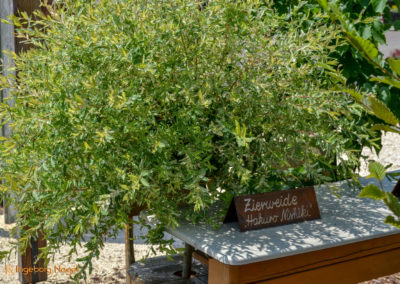Mögglingen - Remstalgartenschau 2019 36 Mögglingen Remstalgartenschau Baumschule