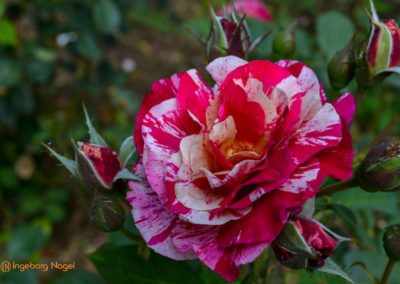 Mögglingen - Remstalgartenschau 2019 44 Mögglingen Remstalgartenschau Duftrosengarten
