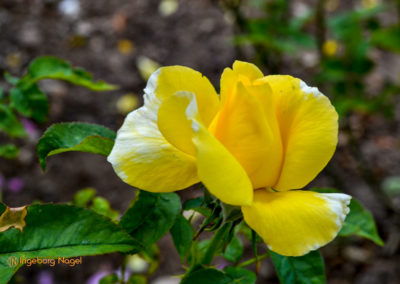 Mögglingen - Remstalgartenschau 2019 47 Mögglingen Remstalgartenschau Duftrosengarten