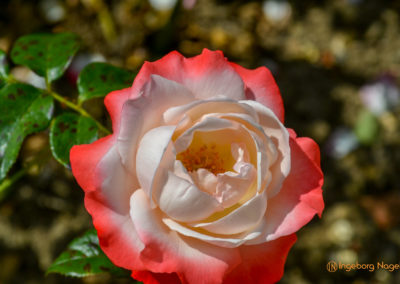 Mögglingen - Remstalgartenschau 2019 51 Mögglingen Remstalgartenschau Duftrosengarten