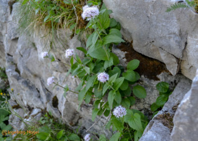Kehlsteinhaus
