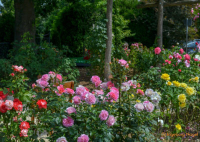 Mögglingen - Remstalgartenschau 2019 42 Mögglingen Remstalgartenschau Duftrosengarten