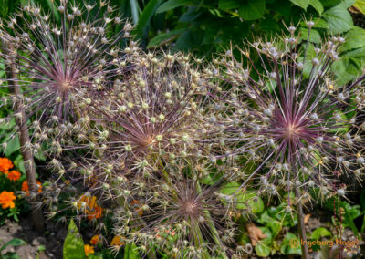 Mögglingen - Remstalgartenschau 2019 58 Mögglingen Remstalgartenschau Staudengarten