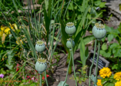 Mögglingen - Remstalgartenschau 2019 60 Mögglingen Remstalgartenschau Staudengarten