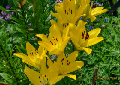 Mögglingen - Remstalgartenschau 2019 63 Mögglingen Remstalgartenschau Staudengarten