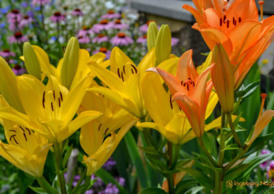 Mögglingen - Remstalgartenschau 2019 64 Mögglingen Remstalgartenschau Staudengarten