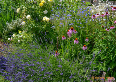 Mögglingen - Remstalgartenschau 2019 68 Mögglingen Remstalgartenschau Staudengarten