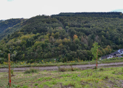 Weinberge über Briedel