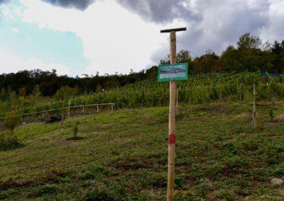 Weinberge über Briedel