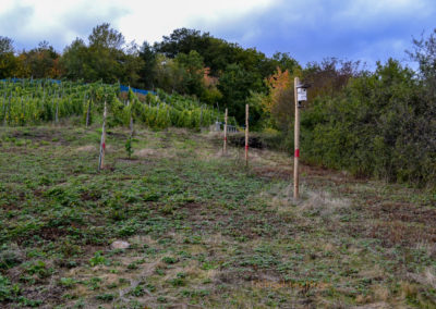 Weinberge über Briedel