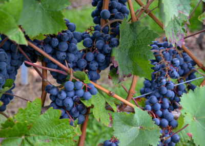 Leben an der Mosel 8 Weinberge Briedel an der Mosel