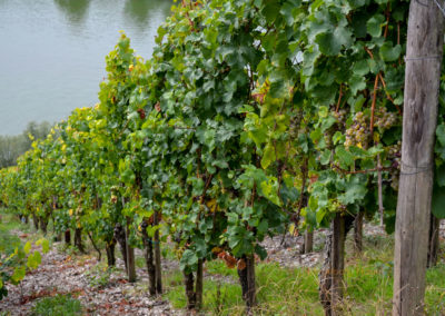 Leben an der Mosel 6 Weinberge an der Marienburg Mosel