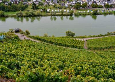 Leben an der Mosel 7 Weinberge an der Marienburg Mosel