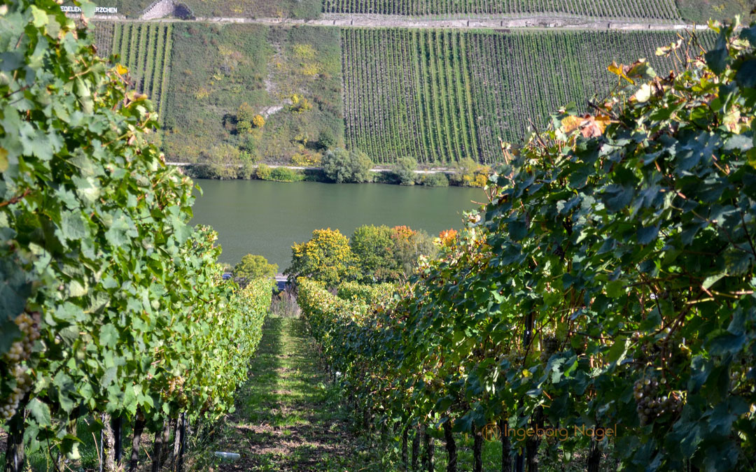 Weinbau an der Mosel