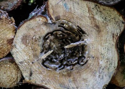 Ein Ausflug zu den Weiherwiesen bei Essingen 15 Wald bei Weiherwiesen Essingen 2323
