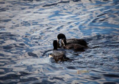 An der Außenalster in Hamburg 21 Entenfamilie an der Außenalster Hamburg 0325