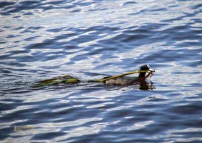 An der Außenalster in Hamburg 24 Entenfamilie an der Außenalster Hamburg 0492