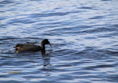 An der Außenalster in Hamburg 23 Entenfamilie an der Außenalster Hamburg 0506