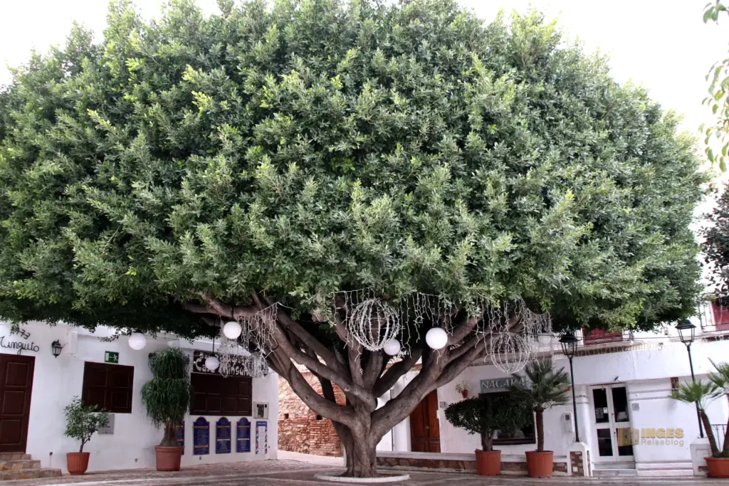 plaza ayuntamiento mojacar 2139