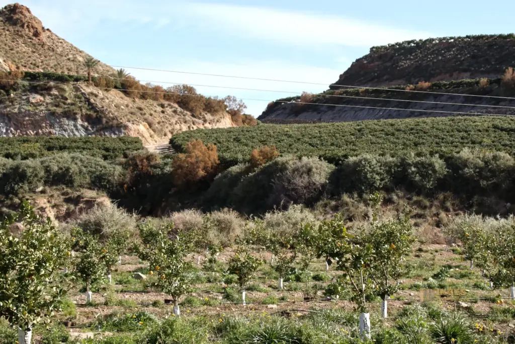 Überwintern bei Mojácar in Andalusien - Woche 1 75 zitronenplantage bei cuevas del amanzora_2652