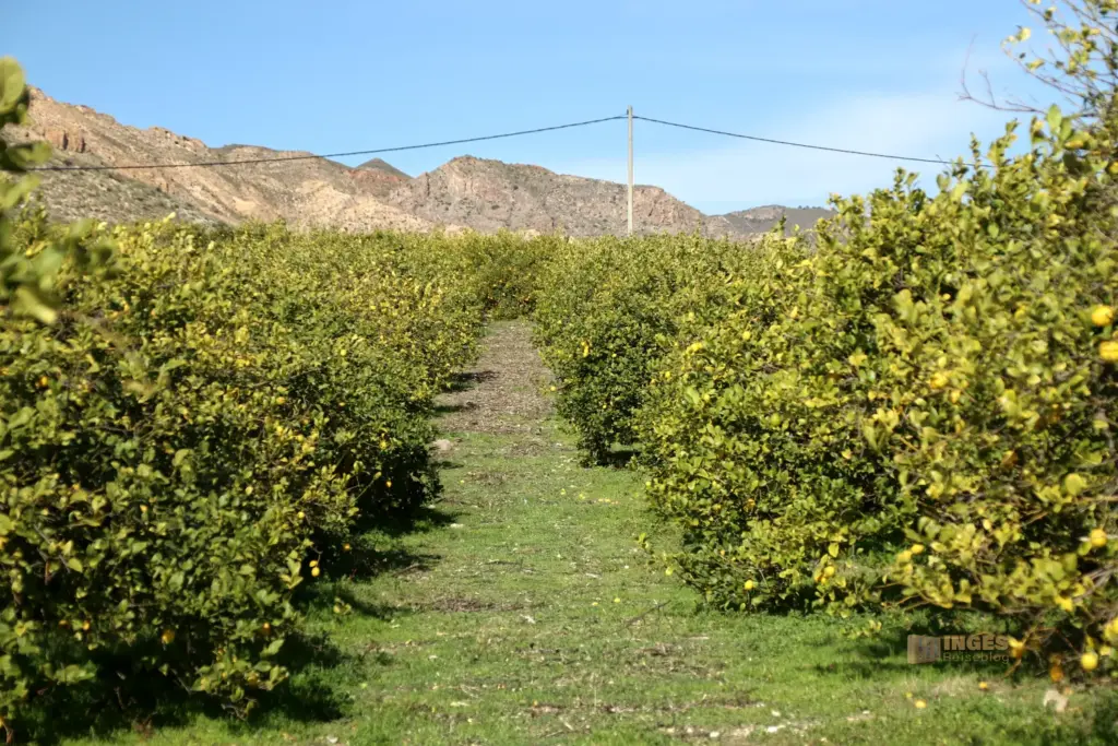Überwintern bei Mojácar in Andalusien - Woche 1 74 zitronenplantage bei cuevas del amanzora_2658